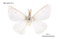 藏品(白毒蛾屬)的圖片